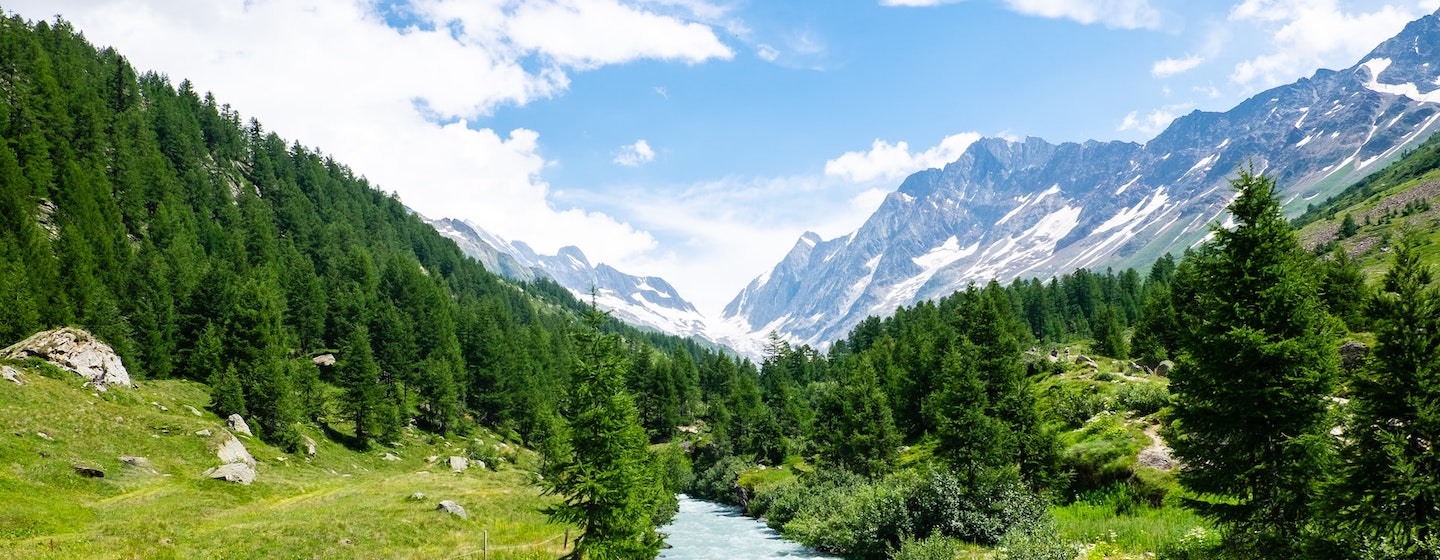 a verdant valley with a river going through the center, pine trees in the foreground, and snowy mountains in the background